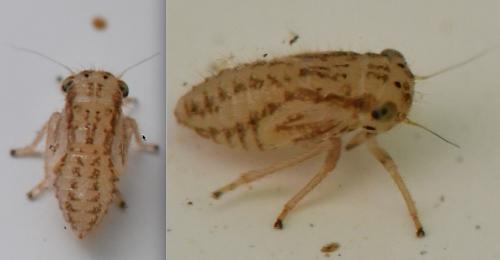 Agallia consobrina